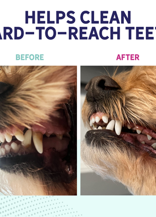 Probiotic Dental Bones
