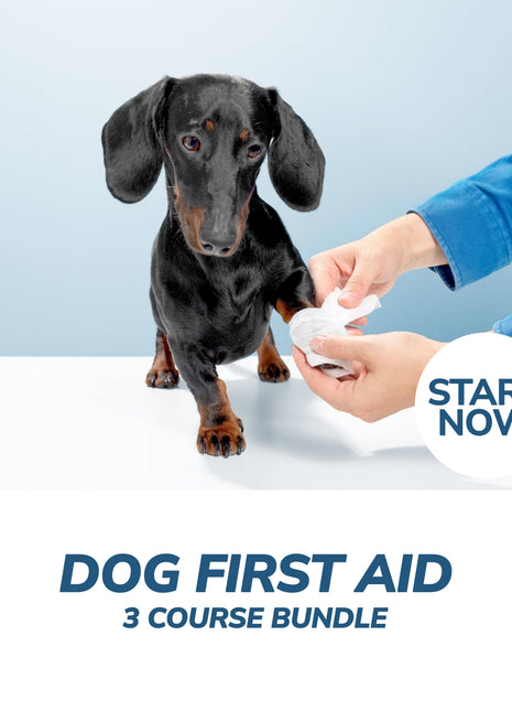Dog First Aid Online Bundle, 3 Certificate Courses