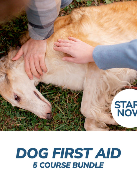 Dog First Aid Online Bundle, 5 Certificate Courses
