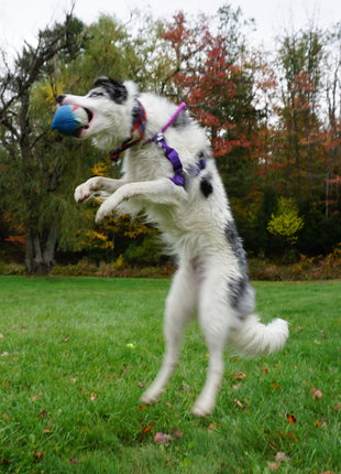 Finn the Shark Ruff-Tex® Latex Ball Dog Toy, Large - Pup List