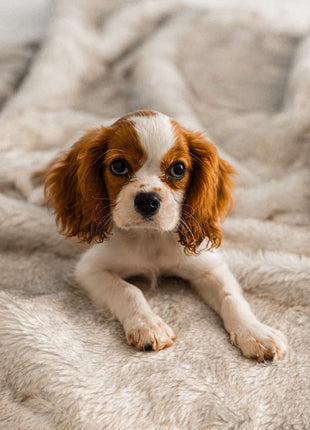 PupProtector™ Short Fur Waterproof Throw Blanket - White with Brown Accents
