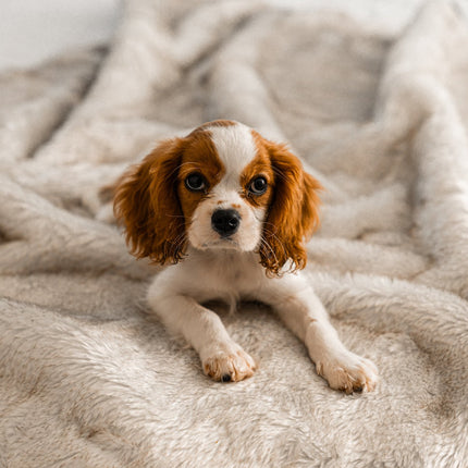PupProtector™ Summer Short Fur Waterproof Throw Blanket - White with Brown Accents