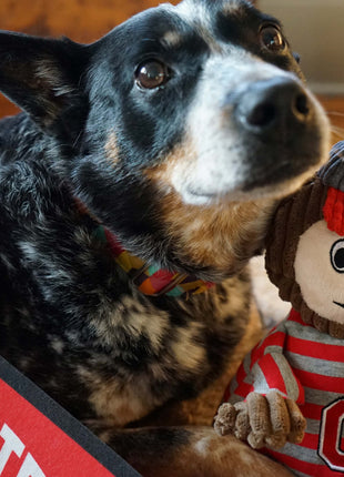 NCAA Ohio State University, Brutus the Buckeye Knottie® Plush Dog Toy