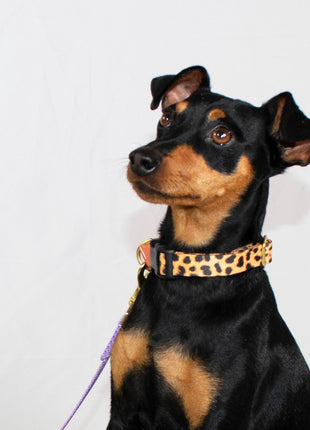 martingale collar / leopard + peach