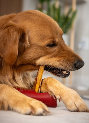 Bully Stick Safety Holder