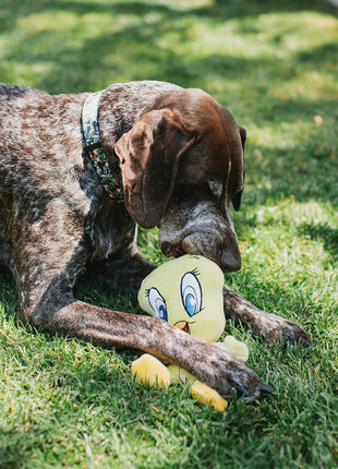 Dog Toy Squeaker Plush - Looney Tunes Tweety Bird Full Body