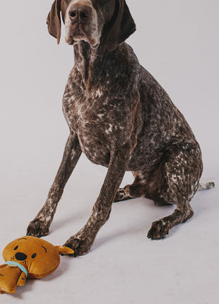 Dog Toy Squeaker Plush - Scooby Doo 3-D Full Body