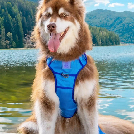 Dockside Adventures Ultimate Harness