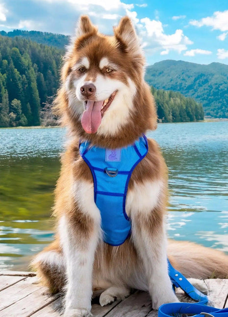 Dockside Adventures Ultimate Harness