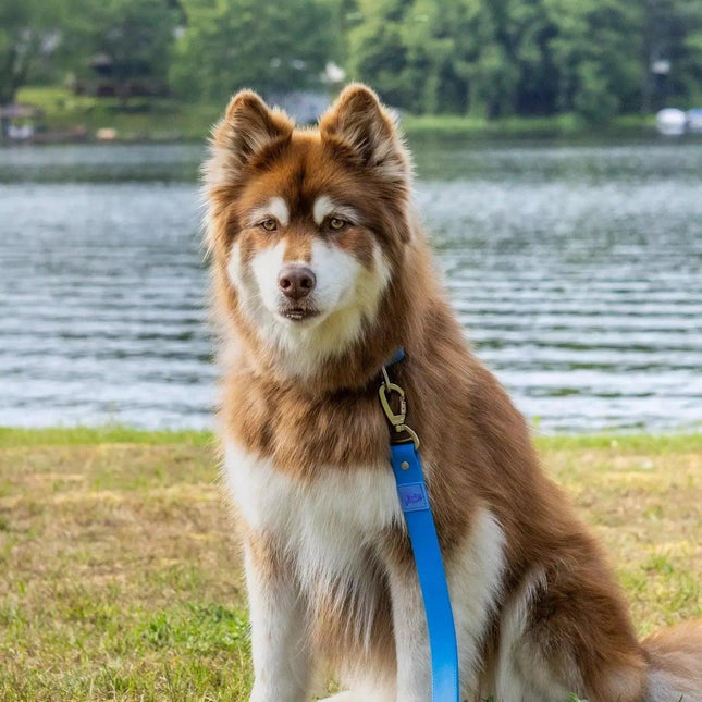 Dockside Adventures Waterproof Dog Leash