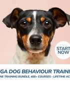 Mega Dog Behaviour Training Online Training Bundle, 400+ Courses - Lifetime Access