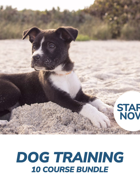 Ultimate Dog Training Online Bundle, 10 Certificate Courses