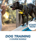 Dog Training Online Bundle, 3 Certificate Courses