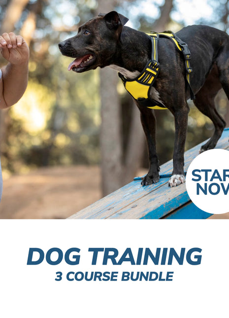 Dog Training Online Bundle, 3 Certificate Courses