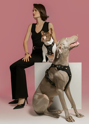 The NoMad Adjustable Luxe Harness - Rockstar