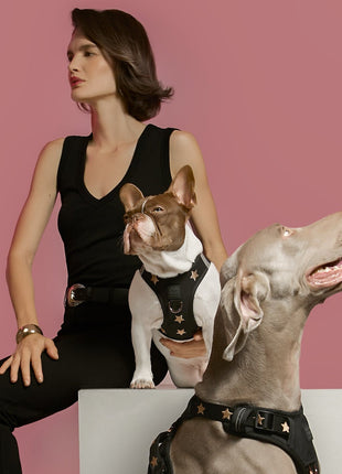 SoHo Dog Harness - Rockstar