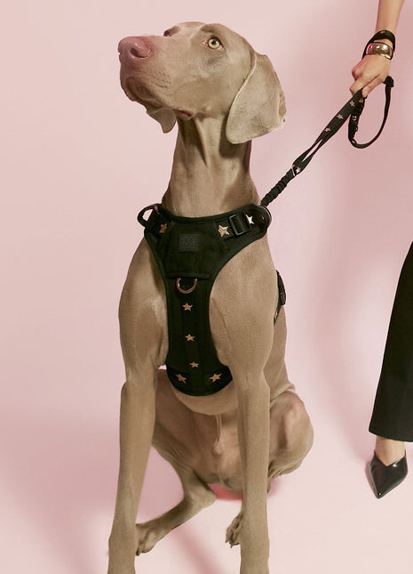 The NoMad Adjustable Luxe Harness - Rockstar