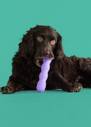 ToothBuddy