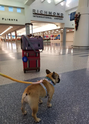 Mr. Peanut's Gold Series Standard Size Airline Compliant Pet Carrier