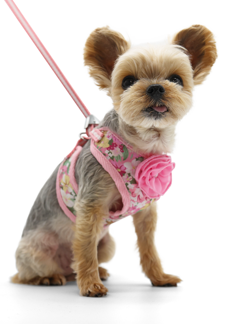 EasyGO Blossom