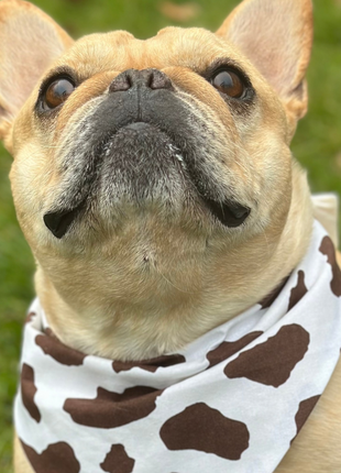 Cow Print Dog Bandana