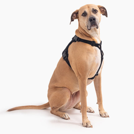 Signature Harness
