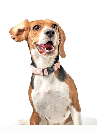 The DOGISTRY x Fi Sweetheart 3+ Collar Band