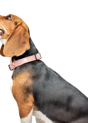 The DOGISTRY x Fi Sweetheart 3+ Collar Band