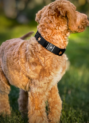 The DOGISTRY x Fi Rockstar 3+ Collar Band