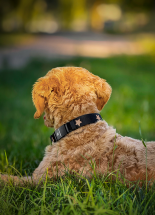 The DOGISTRY x Fi Rockstar 3+ Collar Band