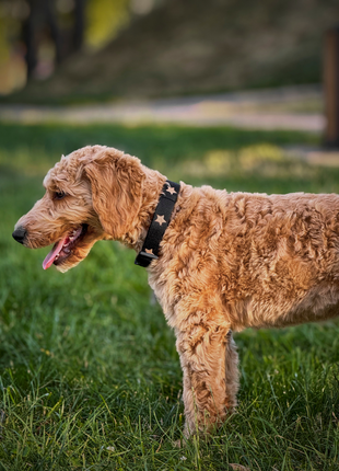 The DOGISTRY x Fi Rockstar 3+ Collar Band