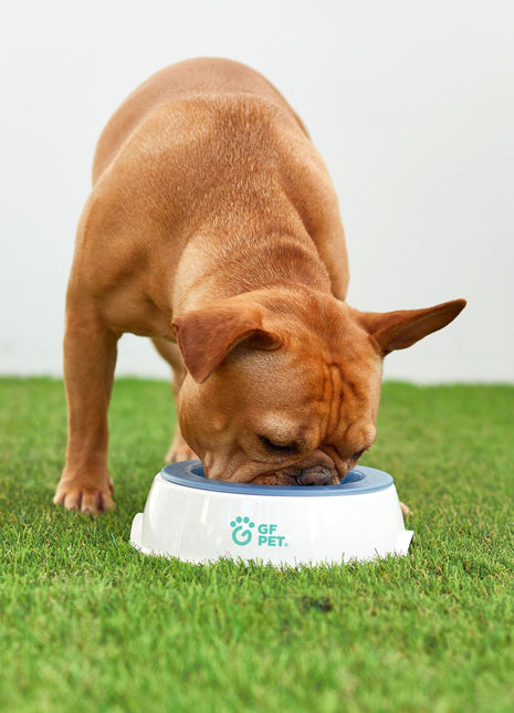 Ice Bowl - Pet Cooling Water Bowl