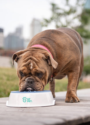 Ice Bowl - Pet Cooling Water Bowl