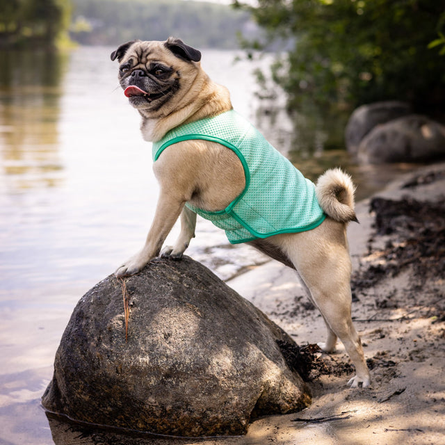 <h1>Hot Pup Summer</h1>