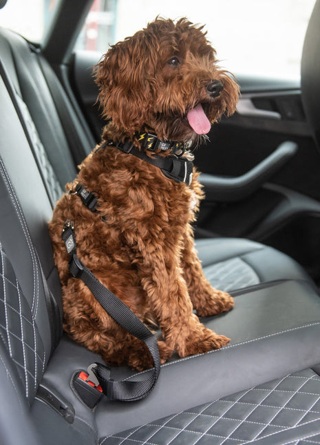 Pet Seat Belt Tether