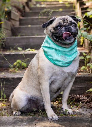 ICE BAND - Dog Cooling Bandana - Aqua