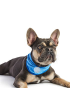 ICE BAND - Dog Cooling Bandana - Blue