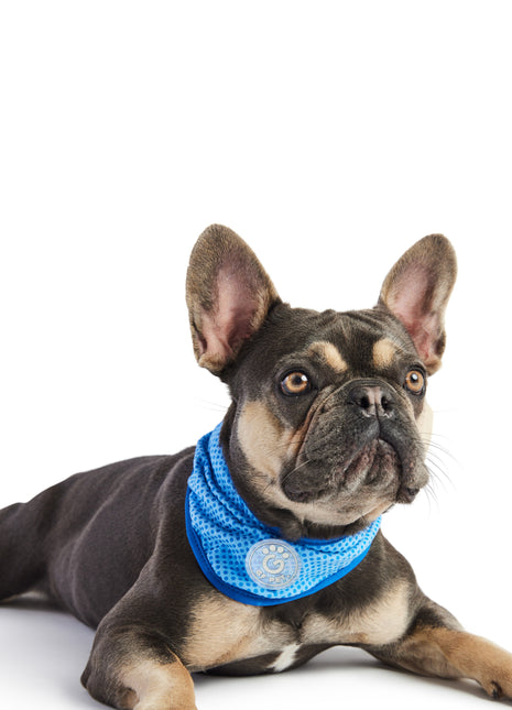 ICE BAND - Dog Cooling Bandana - Blue