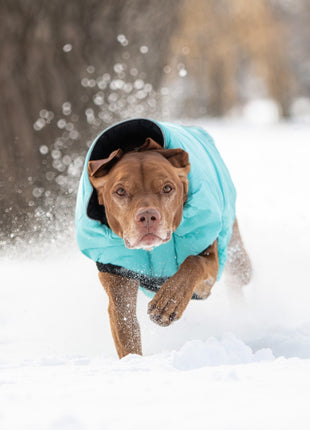Reversible Chalet Jacket - Black/Aqua