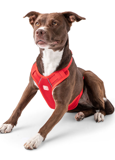 Travel Harness - Red
