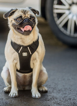 Travel Harness - Black