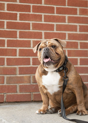 Reflective Collar - Black