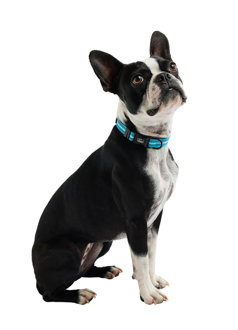 Reflective Collar - Neon Blue