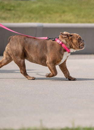 Reflective Collar - Neon Pink
