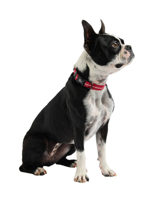Reflective Collar - Red