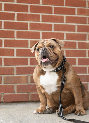 Reflective Leash - Black