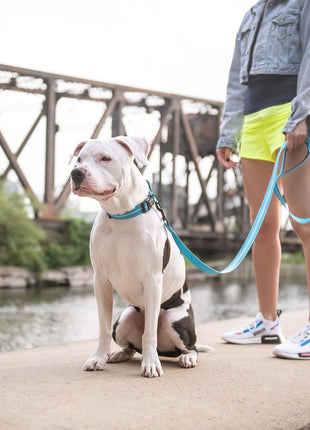 Reflective Leash - Neon Blue