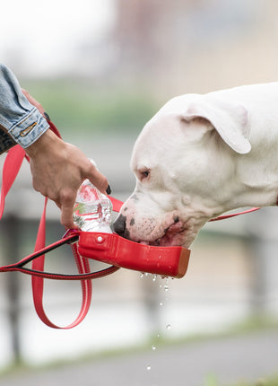 Water Bottle