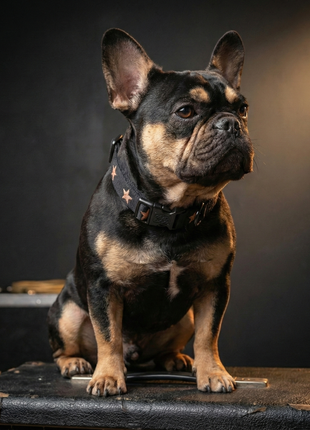 City Collar - Rockstar