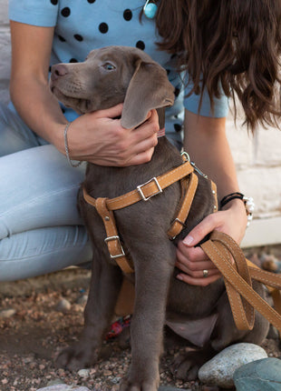 Step In Leather Dog Harness